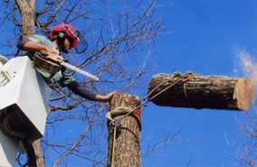 Tree removal services pearland tx 